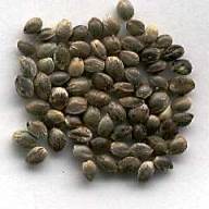 Cannabis Seeds