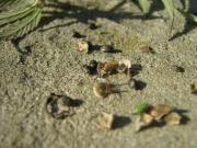 Wild Marijuana Seeds (Cannabis Ruderalis) ruderalis_black_seeds1