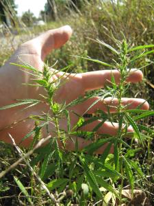 ruderalis_roadside_hand_comparison