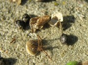 ruderalis_seeds_close