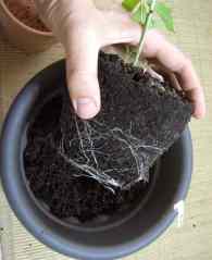 Seedling Soil & Roots