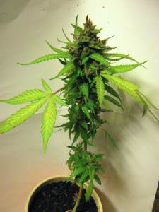 RQS_Seed_Plant_Preharvest