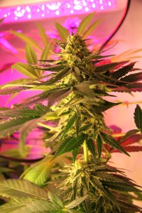 Autofem or Standard?