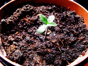 Two Day Old AutoBlueberry Seedling