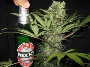 Bud The Size Of A Beer Bottle