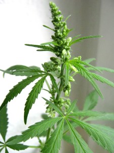 Male_Auto_Flowering