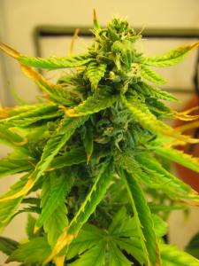 Nutrient-burned Pineapple Express Plant In ICU!