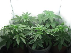 The 100Watt CFL grow after 3 Weeks - A healthy looking crew.