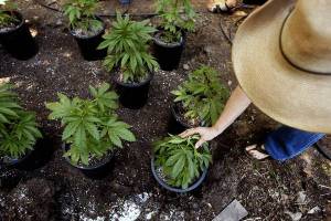 Pot plants in the backyard of a Northern California home. It is not clear how much the federal government's policy shift will affect marijuana operations in the state. (Genaro Molina / Los Angeles Times / May 15, 2012)