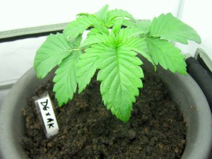 Double Gum/ Afghan Kush cross, at 2 Weeks Old