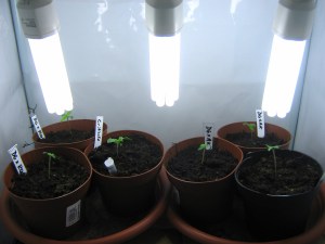 In The Nursery / Under 75 Watts CFL 6500k