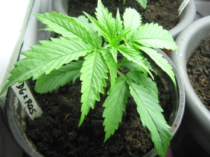 Royal Queen Seeds "Royal Automatic" Crossed With White Label "Double Gum", 2 Weeks Old