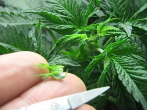 Trimming the top of the terminal bud without cutting into the stem below.