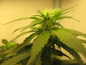 Afghan Kush x Double Gum, 2 Weeks Of Flowering, Close On One Cola