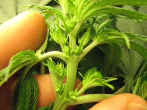 Is this plant male or female? Answers below.