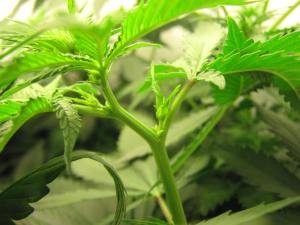 Is this plant male or female? Answers below.