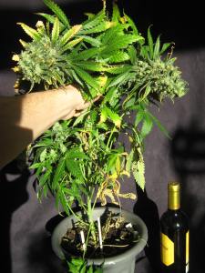 Dinafem Critical+ Harvest Day