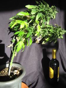 Afghan Kush / Double Gum cross - ready for harvest.