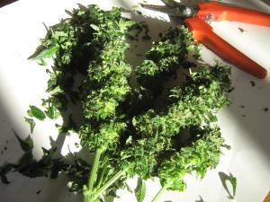 Afghan Kush / Double Gum cross , main buds trimmed.