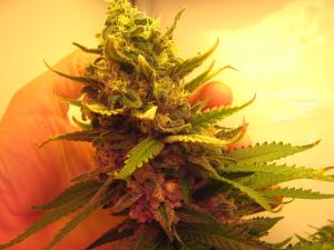 Critical+ 6 Weeks Flowering