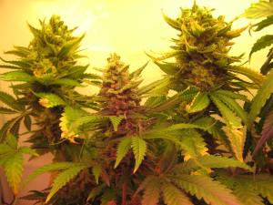 Critical+ All Buds 6 Weeks