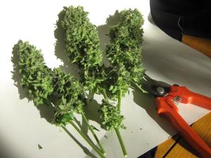 Critical + 100 Watt CFL grow buds - fully trimmed.