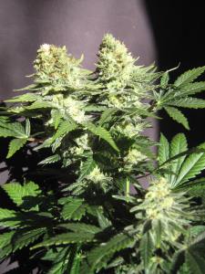 A bit closer on the buds. Firm, thick buds just begging to be properly cured.