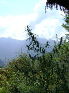 wild_female_cannabis_india