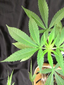 sativa_dominant_leaf_close