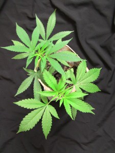 Critical+ crossed with Afghan Kush - what will the offspring look like?