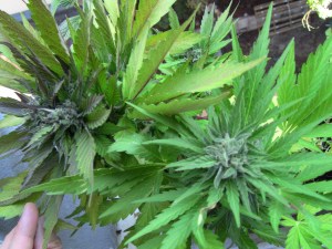 Auto Blueberry & Pineapple Express