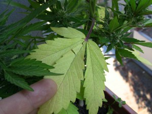 Yellowing fan leaves 