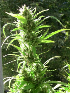 hybrid_bud_in_morning_light