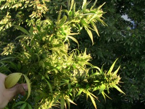 hybrid_buds_fattening_up